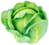 Cabbage Image