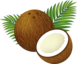 Coconut Image