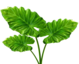 Colocasia Leaves Image