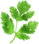 Coriander Leaves Image