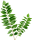 Curry Leaves Image