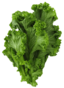 Mustard Leaves Image